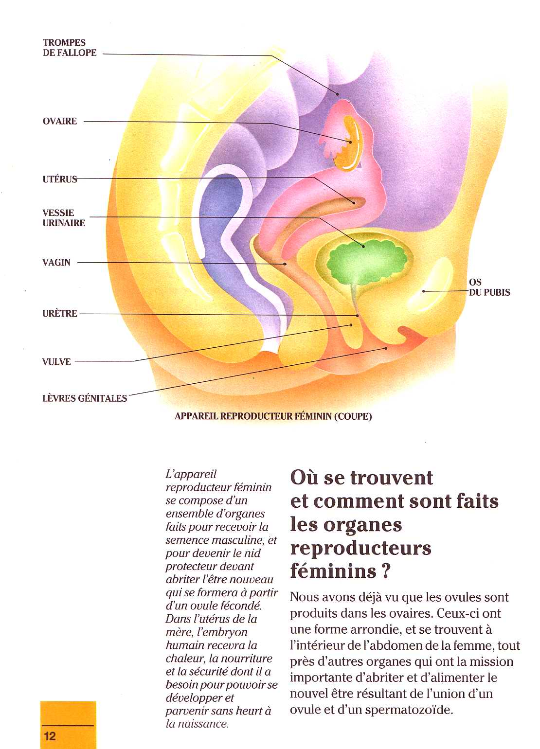 il etait un fois la vie - la naissance 1 numero d'image 11