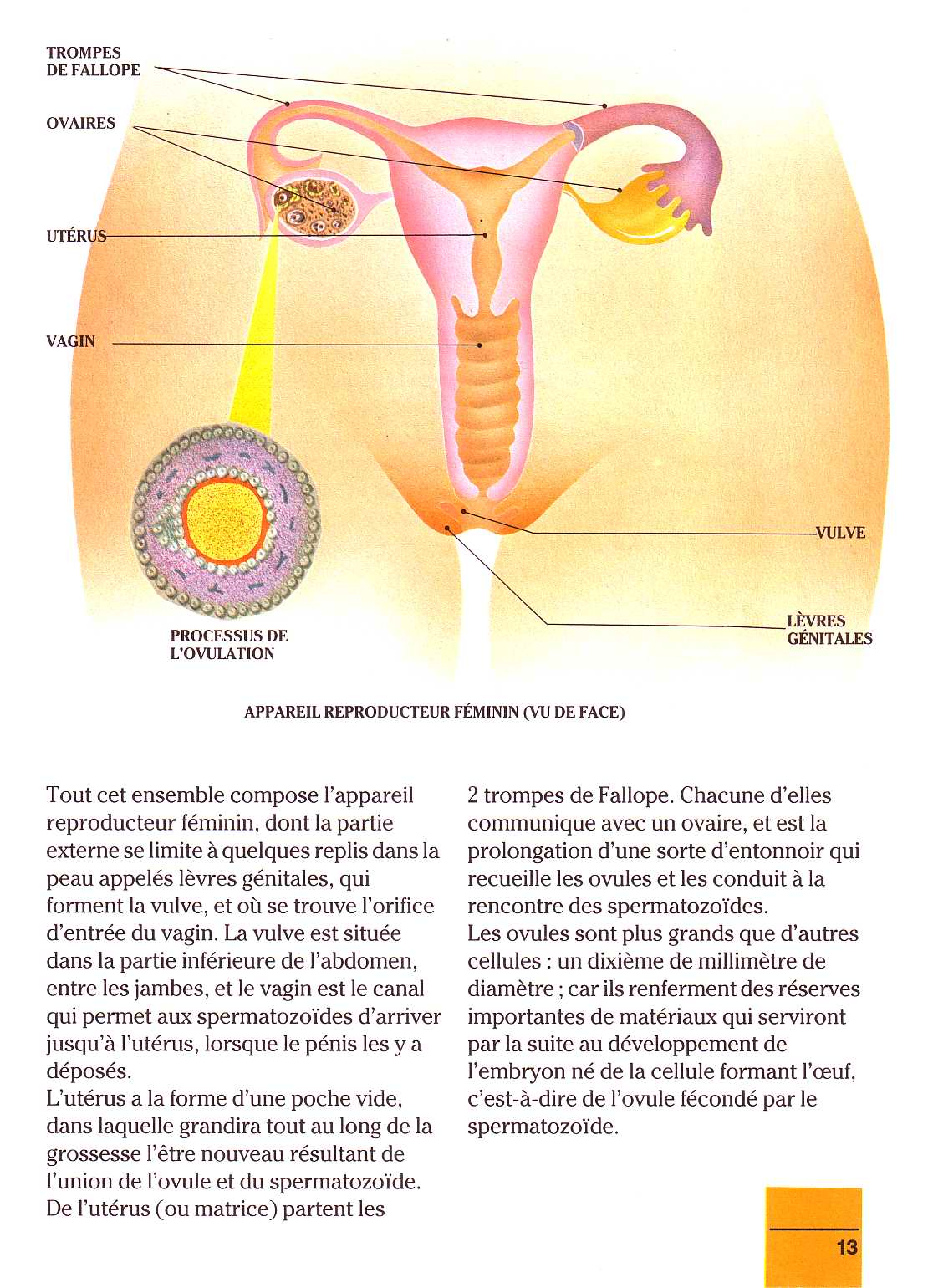 il etait un fois la vie - la naissance 1 numero d'image 12